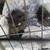 Kittens 6 thumbnail