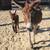 Mini Donkeys Jenny jack newborns Family Loveable Pets 24 thumbnail