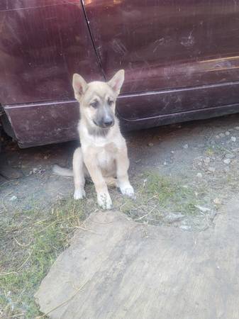 Husky/ Pastor Alemán (hercules, pinole, san pablo, el sob)63852312114433123