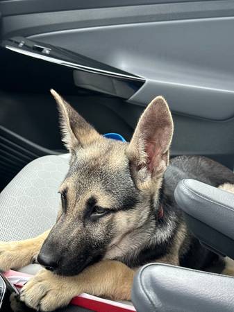 German Shepard puppy - $5063471079730945122
