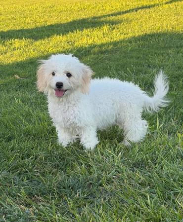 Melé: Reubicación de un mini poodle (Las Vegas)