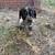 heeler/beagle mix pups 13 thumbnail
