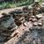 Landscape rock 1 thumbnail