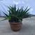Aloe succulents in an old Italian terracotta pot 1 thumbnail