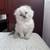 Scottishfold cat 2 thumbnail