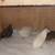 Button quail 1 thumbnail
