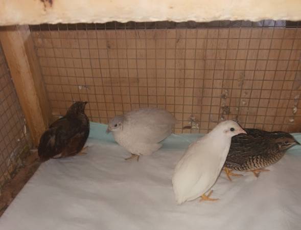 Button quail 1