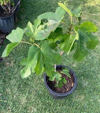 Grafted Black Mission Fig Rooted Fruit Tree Plant 1