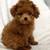 puppy Friendlymaltipoo 2 thumbnail