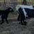 Fainting goats 8 thumbnail