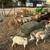 7 Nigerian goats for sale 3 thumbnail