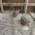 Coturnix Jumbo Quail 9 thumbnail
