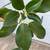 Rubber plant "ficus elastica" 3 thumbnail