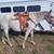 16 yr Grade Mare 2 thumbnail