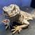 reptile rehoming 3 thumbnail