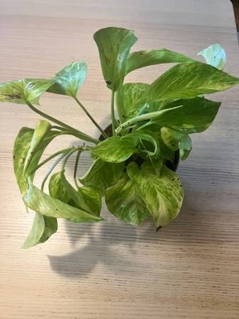 Neon Queen Pothos Plant 1