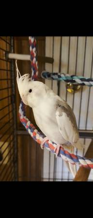 Male cockateil for rehoming 1