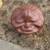 Large Smiling Mushroom 4 thumbnail