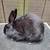 New Zealand Rabbits and Holland Lops 6 thumbnail