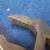 Vintage Superform Parrot Jaw Slip Joint Pliers 1940s 6 thumbnail