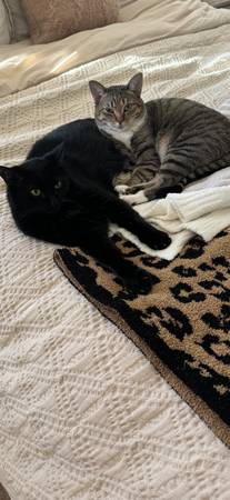 Please help rehome these 2 Beautiful Kitties (Visalia)63873027684865120