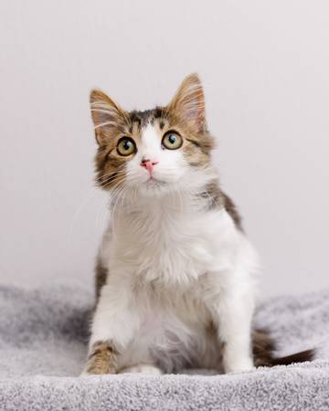Cats & kittens today (Saturday) at Sunnyvale Petco! (sunnyvale)64188537218178122