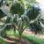 HAWAIIAN palms ///// PRITCHARDIA species 1 thumbnail