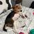 10 month old beagle 4 thumbnail