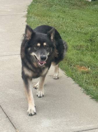 3 yo long haired GSD i 1