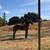 Warlander filly 8 thumbnail