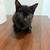 Kittens  8 weeks 2 thumbnail