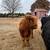 Scottish Highland Heifer 2 thumbnail