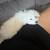Puppy to be rehomed 5 thumbnail