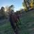 Gelding 2 thumbnail