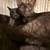 3 Awesome Bonded Foster Cats need a special home 4 thumbnail