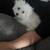 Puppy to be rehomed 2 thumbnail