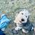 Sheepadoodle puppies 10 thumbnail