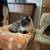 Lost Siamese Cat 3 thumbnail