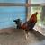 Game chickens 1 thumbnail