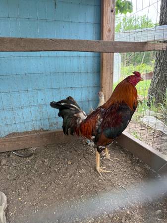 Game chickens 1