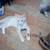 FREE CATS 7 thumbnail