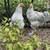 Isabel Brahma roosters-4 months old 2 thumbnail