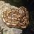 Ball python with Marty made enclosure. 1 thumbnail