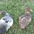 Muscovy ducklings lots of colors NEW DUCKLINGS 12 thumbnail