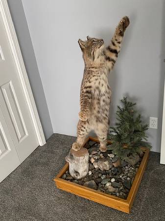 Bobcat mount 1