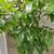 Large-Fruit Longan Tree 龍眼果樹 for Sale 3 thumbnail