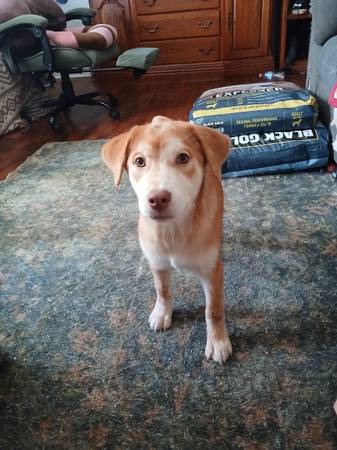 Female mixed pup 1