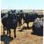 bred cows 7 thumbnail