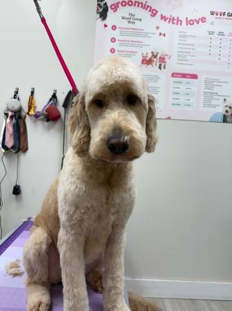 Grooming (Chapel Hill)63908217094914123