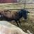 Katahdin X Dorper Ewe -Bred to Katahdin Ram 1 thumbnail